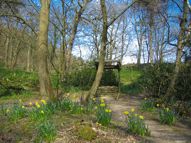 Looking on to a view of a wooded area at Hard Castle Crags. A path pay can be seen inbetween the trees and  Daffodils are growing in the grass
